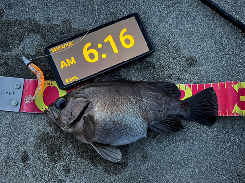 シロメバルの釣果