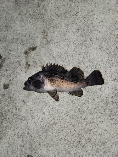 クロソイの釣果