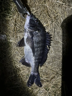 クロダイの釣果