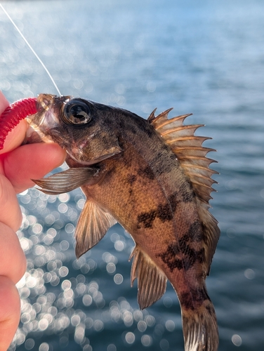 メバルの釣果