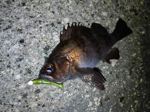 常滑りんくう釣り護岸