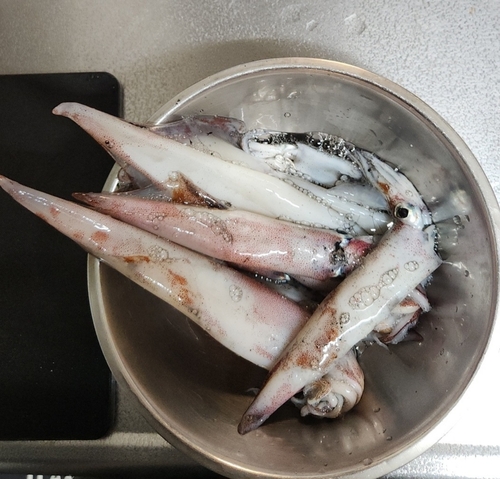 イカの釣果