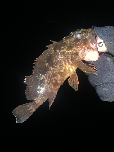 カサゴの釣果