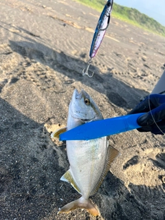 ワカシの釣果