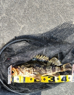 ベッコウゾイの釣果