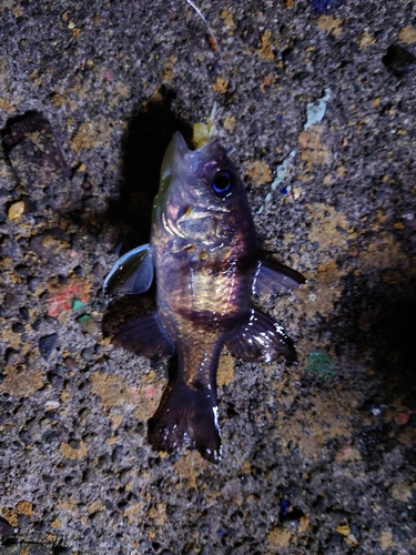 ヨコスジイシモチの釣果