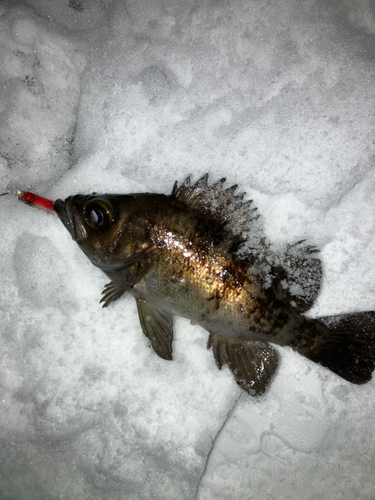 メバルの釣果