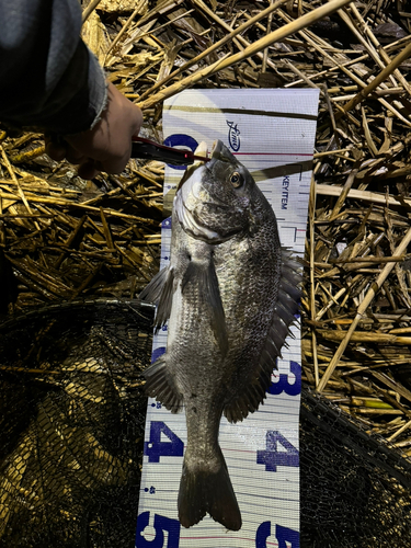 クロダイの釣果