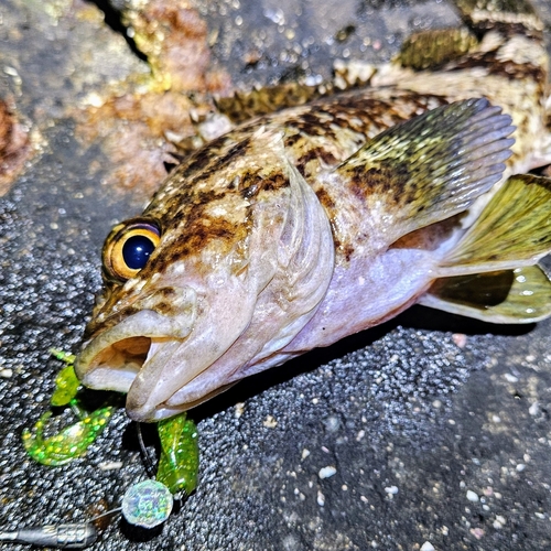 ムラソイの釣果