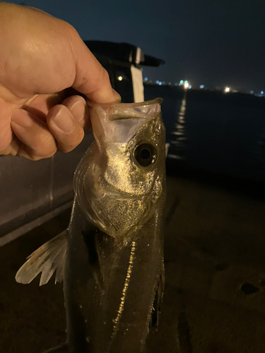 ハネ（マルスズキ）の釣果