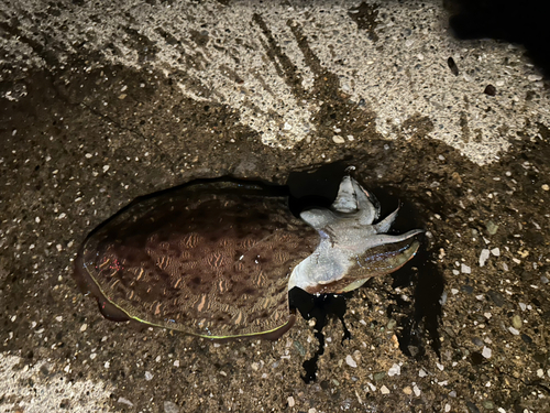 モンゴウイカの釣果