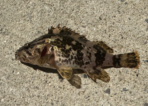 タケノコメバルの釣果