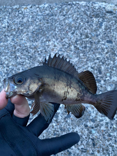 クロメバルの釣果