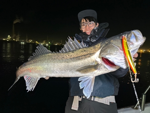 シーバスの釣果