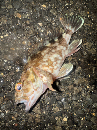 カサゴの釣果