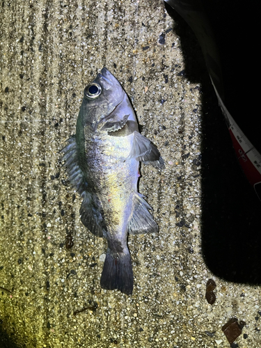 アオメバルの釣果