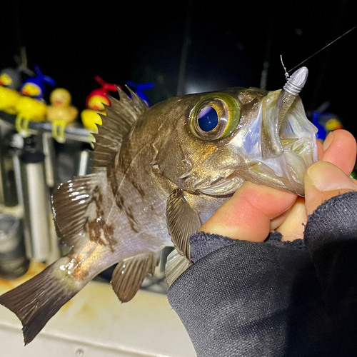 シロメバルの釣果