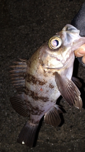 メバルの釣果