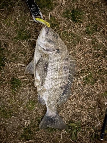 チヌの釣果