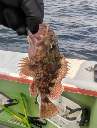 カサゴの釣果