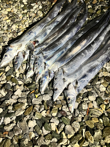 タチウオの釣果