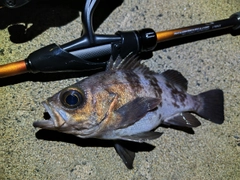 シロメバルの釣果