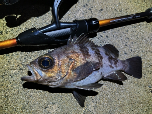 青森湾