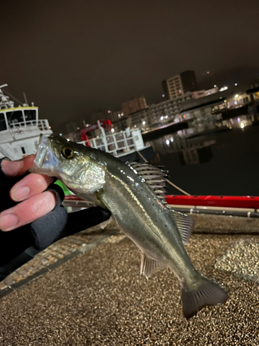 セイゴ（マルスズキ）の釣果