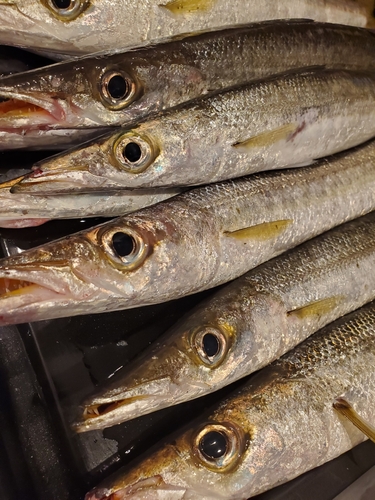 カマスの釣果