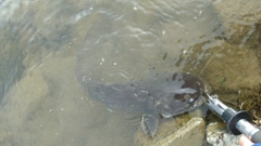 ナマズの釣果