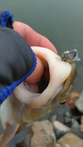 ニゴイの釣果