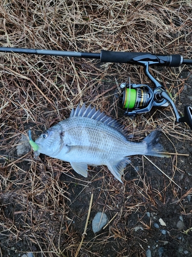 キビレの釣果