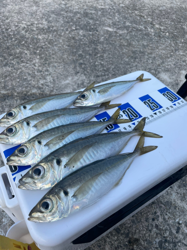 アジの釣果