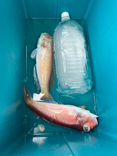 アマダイの釣果