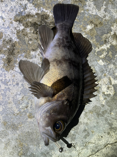 メバルの釣果