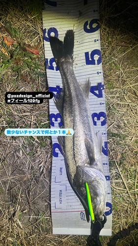 シーバスの釣果