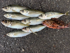 アジの釣果