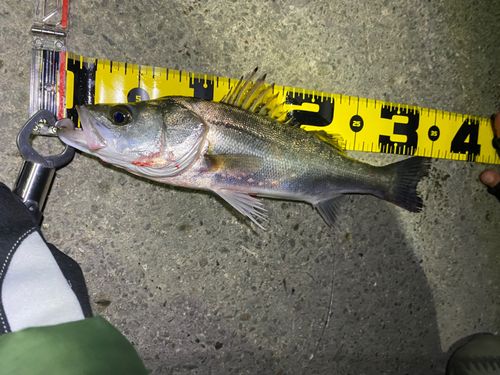 セイゴ（タイリクスズキ）の釣果