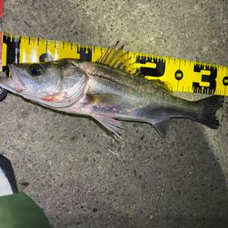 セイゴ（タイリクスズキ）