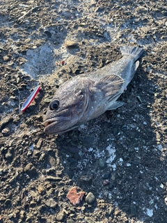 ソイの釣果