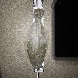 ヒラメ