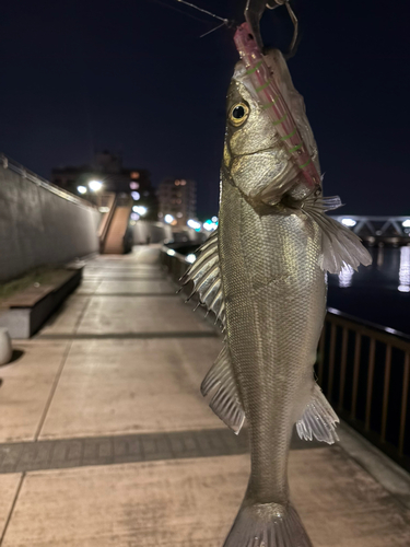 シーバスの釣果