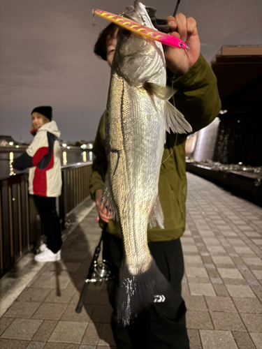 シーバスの釣果