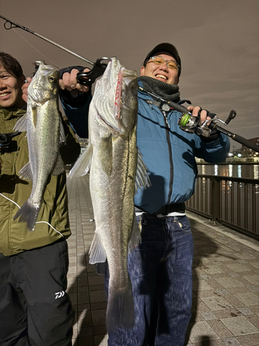 シーバスの釣果