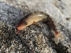 ホッケの釣果