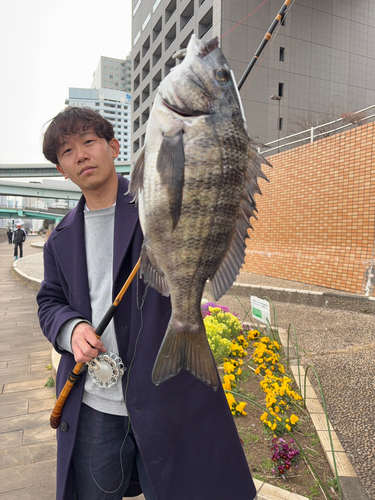 クロダイの釣果