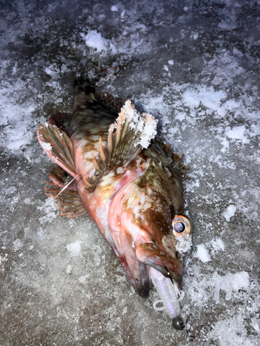 カサゴの釣果