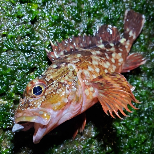 カサゴの釣果