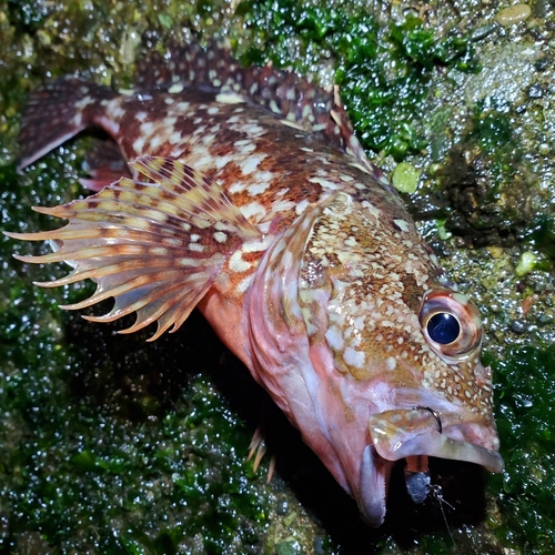 カサゴの釣果