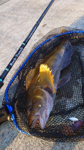 アイナメの釣果